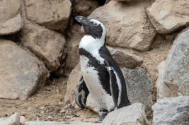 Burgers Zoo 02.09.2018