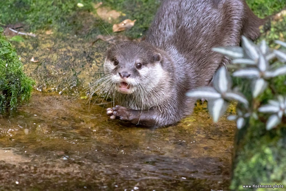 BurgersZoo2018_005