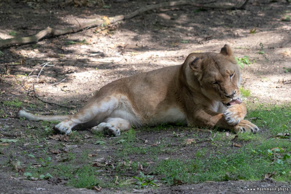 BurgersZoo2018_013