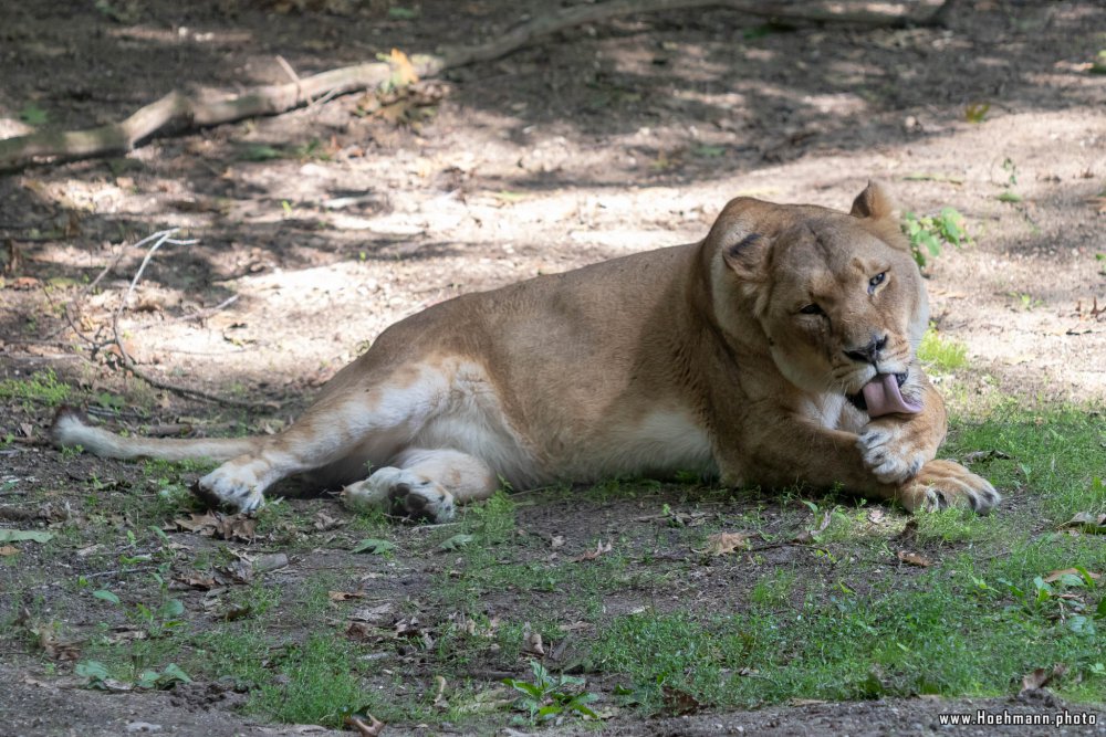 BurgersZoo2018_014