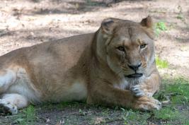 Burgers Zoo 02.09.2018