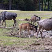 BurgersZoo2018_018