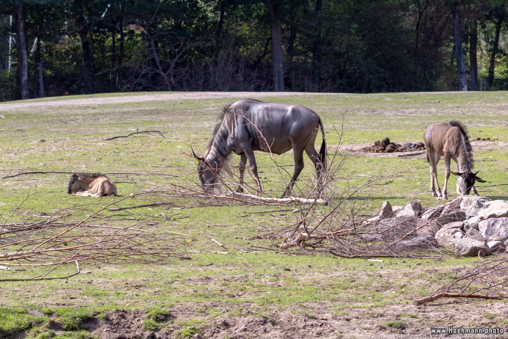 BurgersZoo2018_019