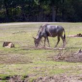 BurgersZoo2018_019