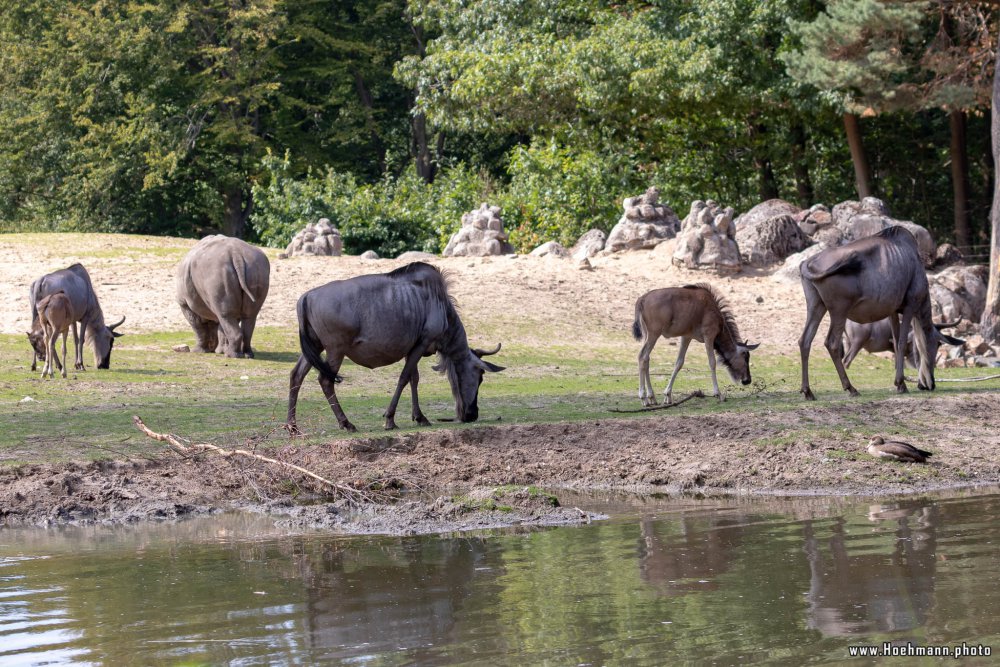 BurgersZoo2018_020