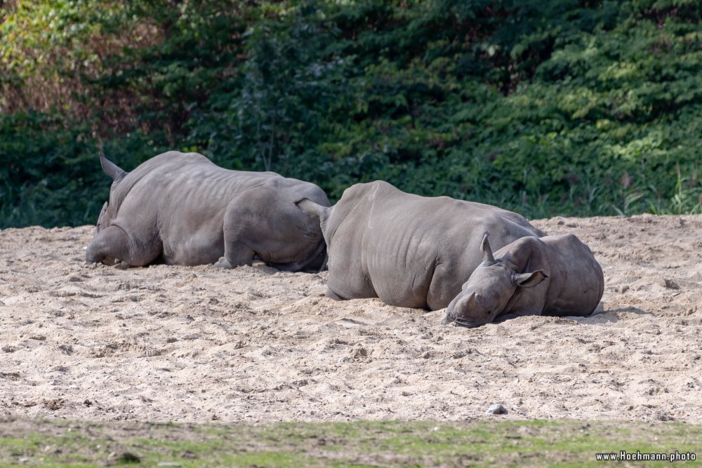 BurgersZoo2018_021