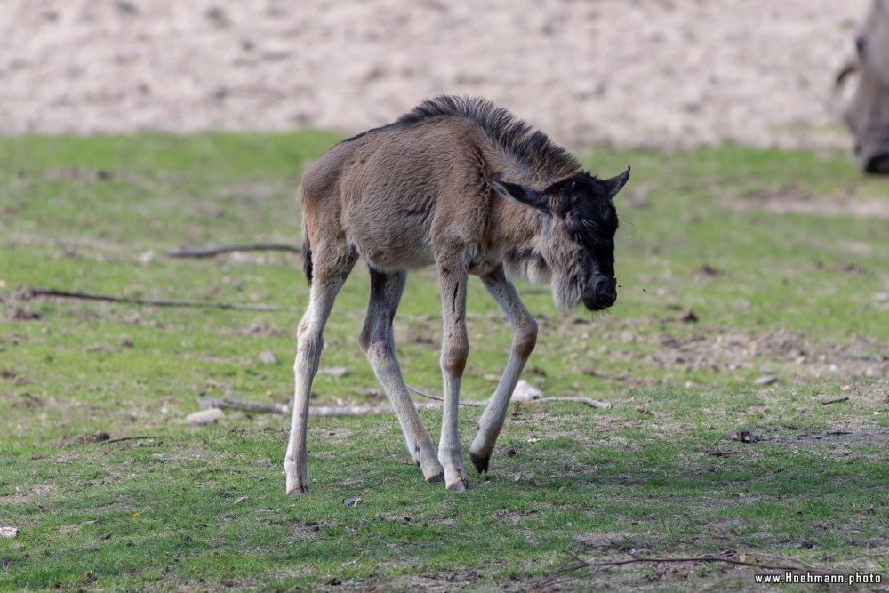 BurgersZoo2018_022