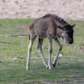 BurgersZoo2018_022