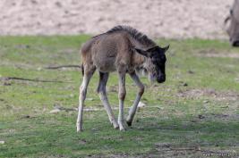 Burgers Zoo 02.09.2018