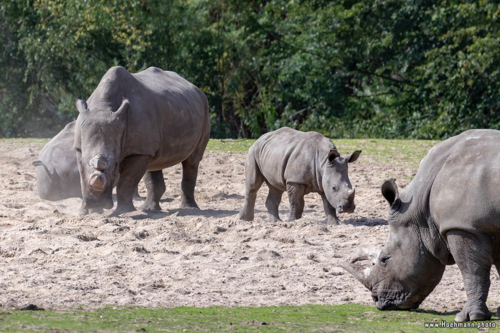 BurgersZoo2018_024