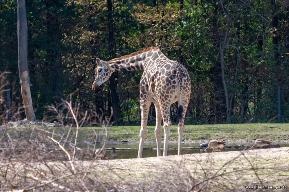 BurgersZoo2018_025