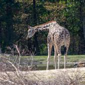 BurgersZoo2018_025