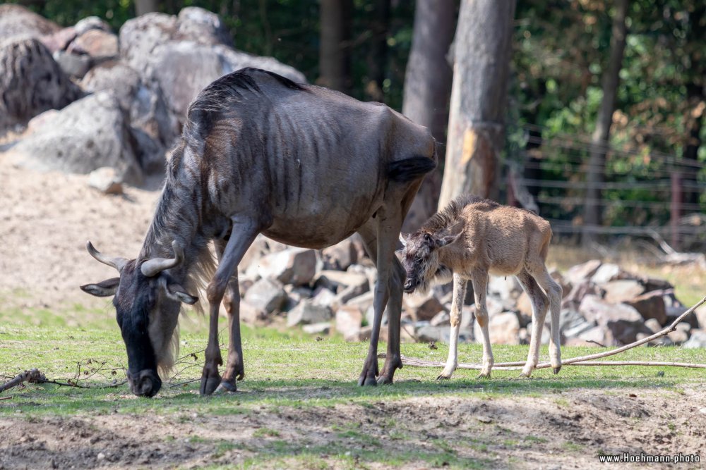 BurgersZoo2018_026