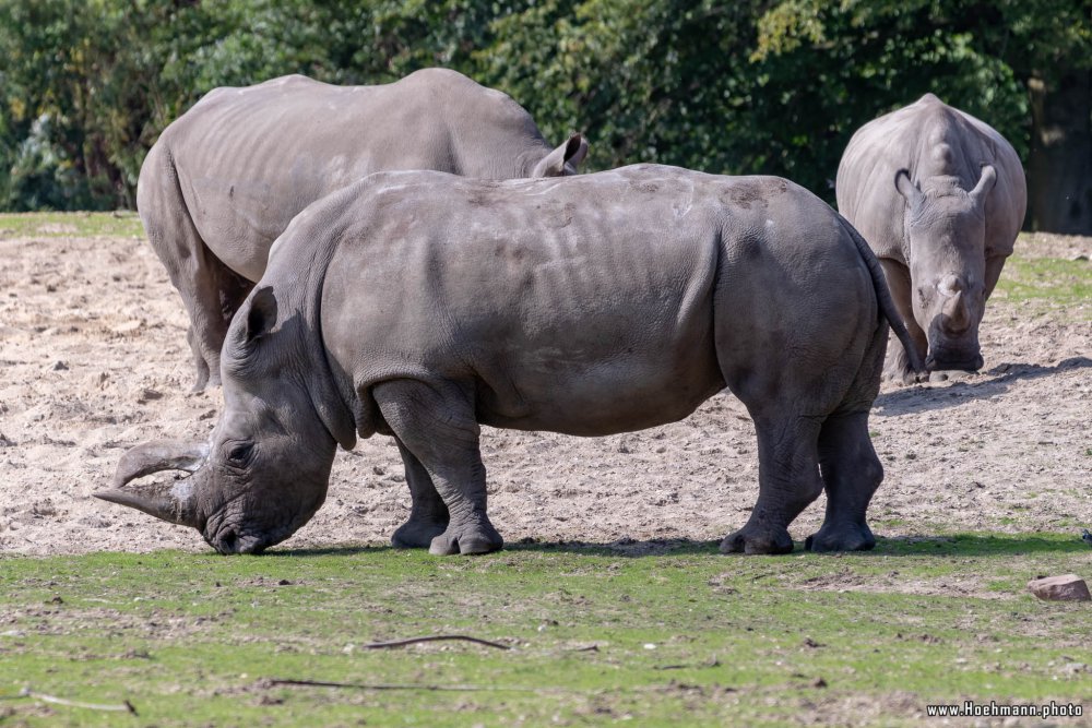 BurgersZoo2018_027