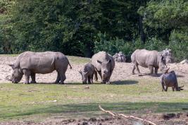 Burgers Zoo 02.09.2018