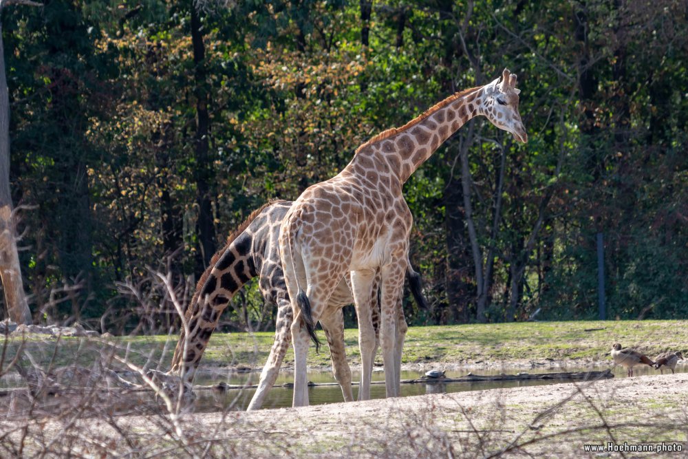 BurgersZoo2018_029