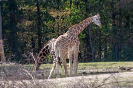 Burgers Zoo 02.09.2018
