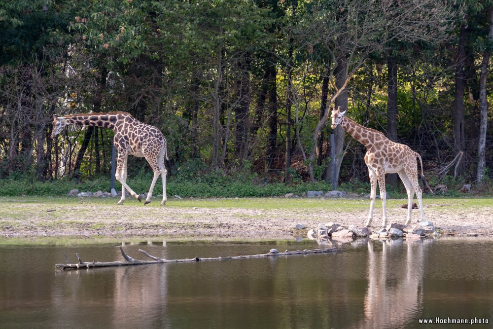 BurgersZoo2018_030