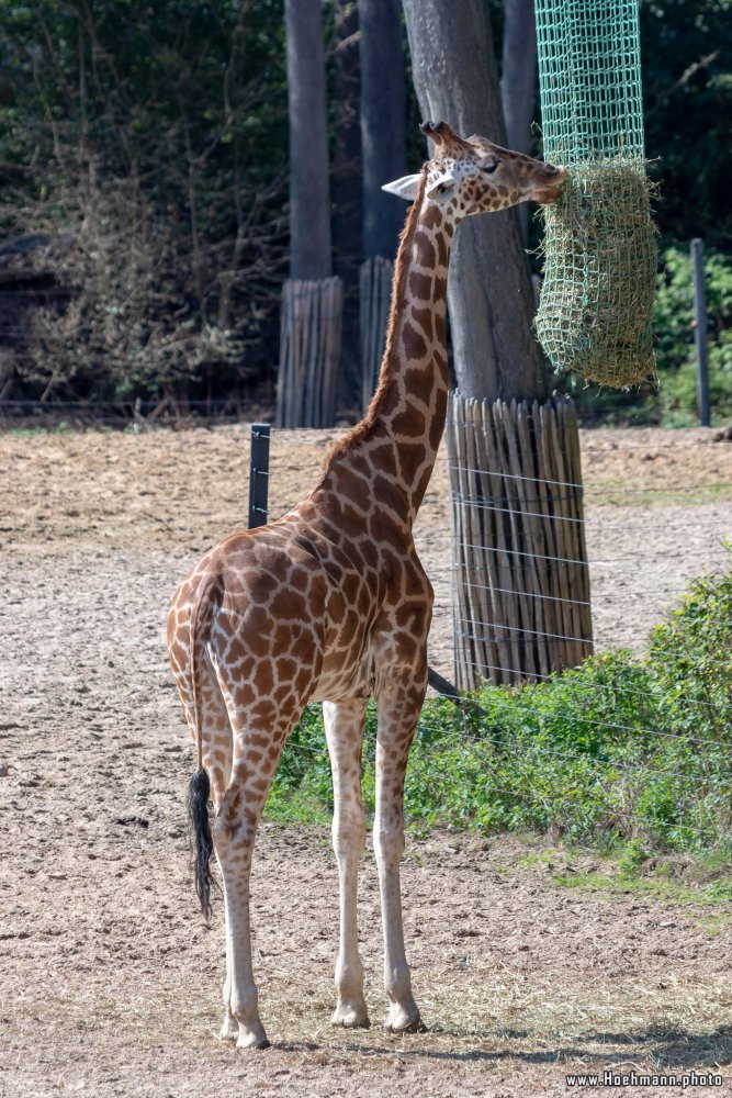 BurgersZoo2018_033