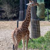 BurgersZoo2018_033