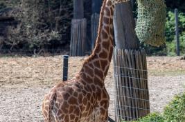 Burgers Zoo 02.09.2018