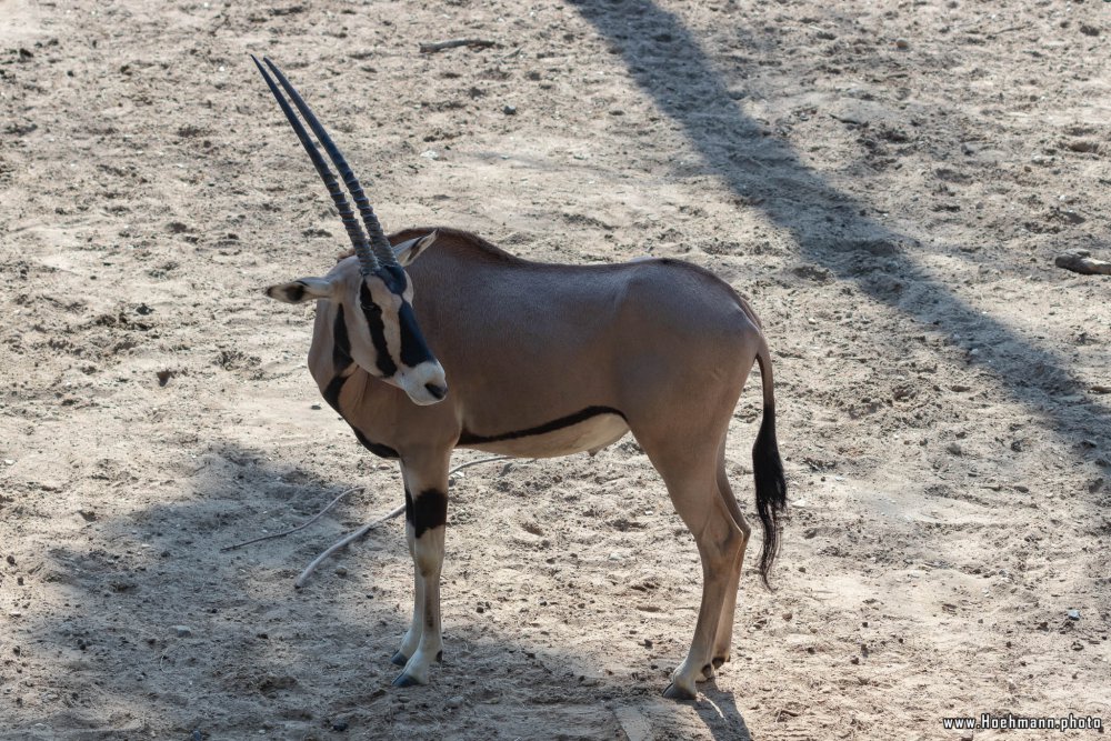 BurgersZoo2018_034