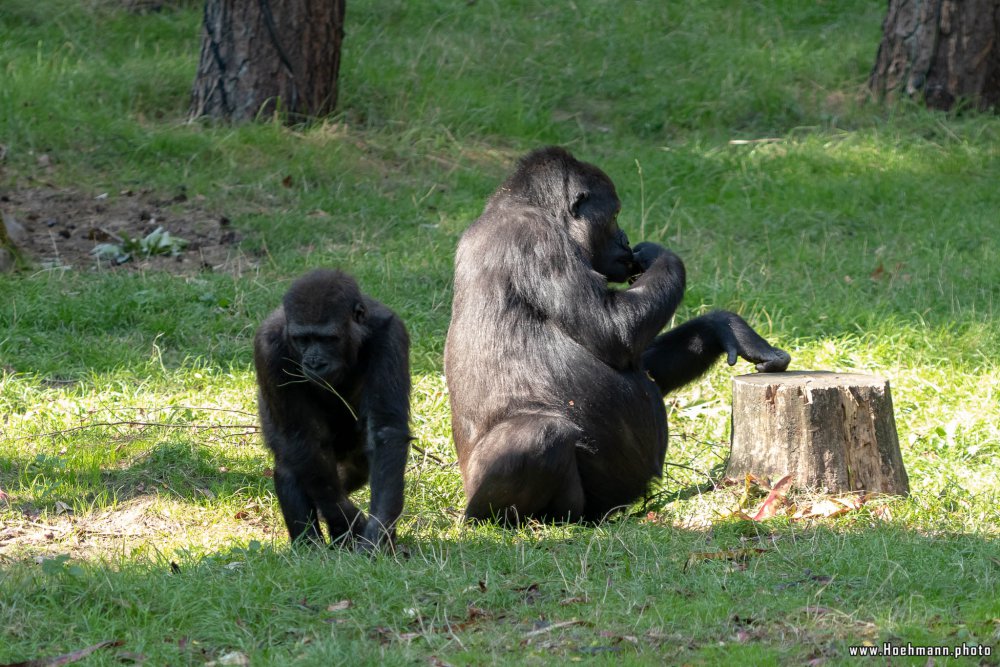 BurgersZoo2018_035