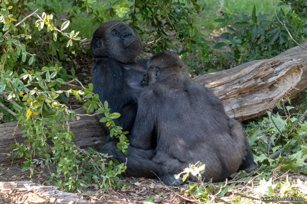 BurgersZoo2018_043