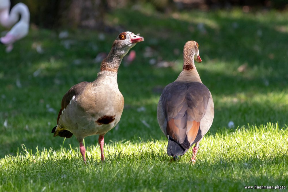 BurgersZoo2018_046