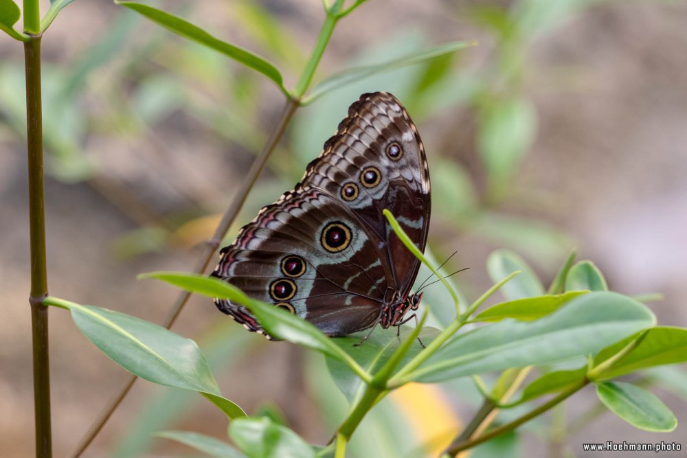 BurgersZoo2018_047