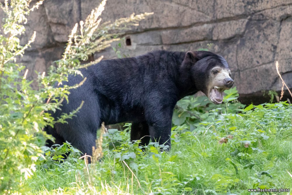 BurgersZoo2018_056