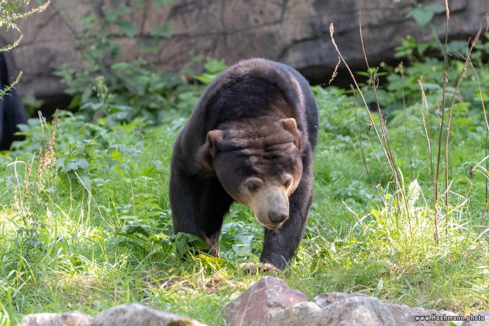 BurgersZoo2018_057