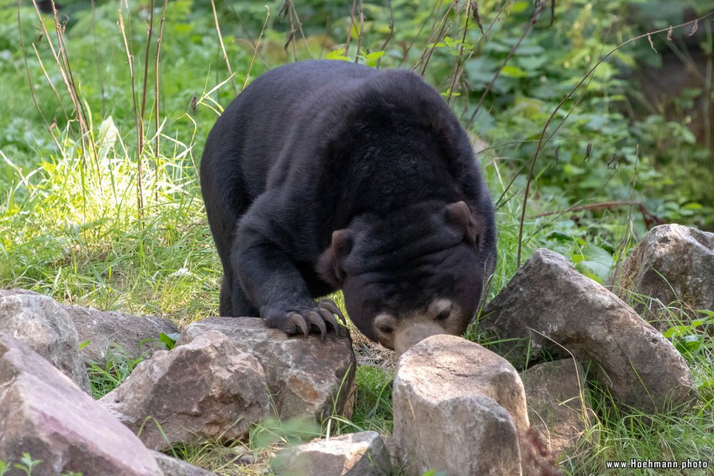 BurgersZoo2018_058