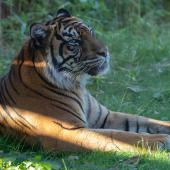 BurgersZoo2018_066