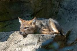 Burgers Zoo 02.09.2018