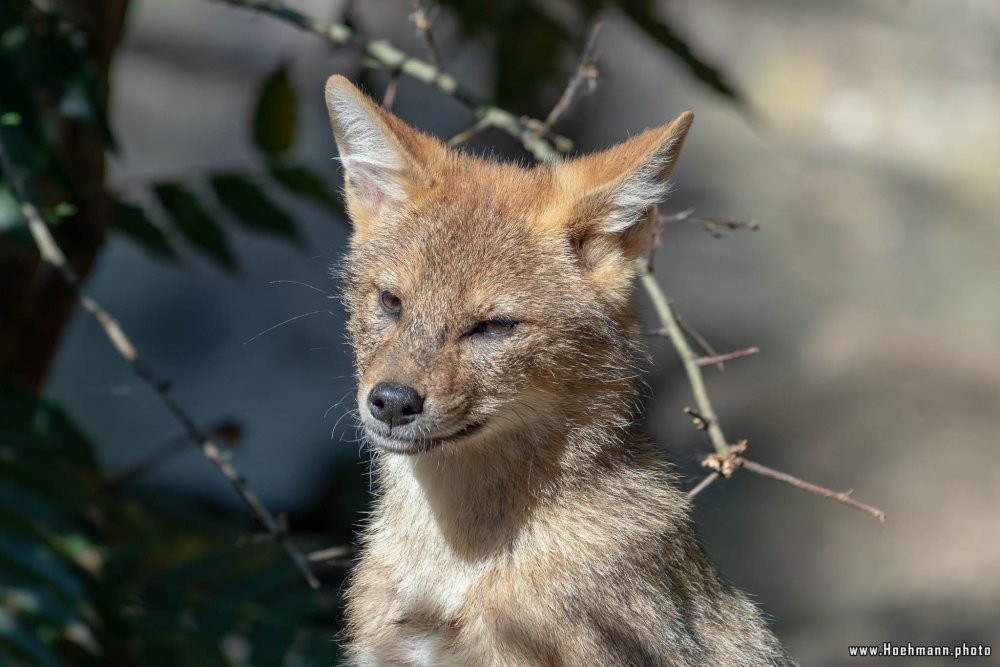 BurgersZoo2018_069