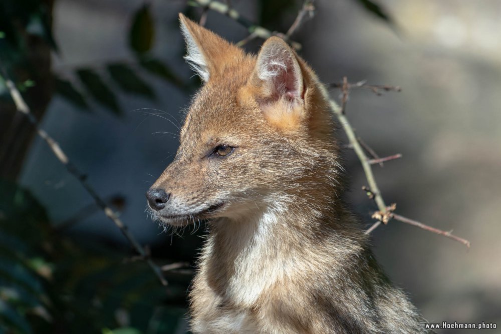 BurgersZoo2018_070