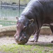 BurgersZoo_006