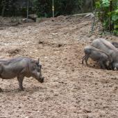 BurgersZoo_010