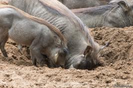 Burgers Zoo 27.07.2017