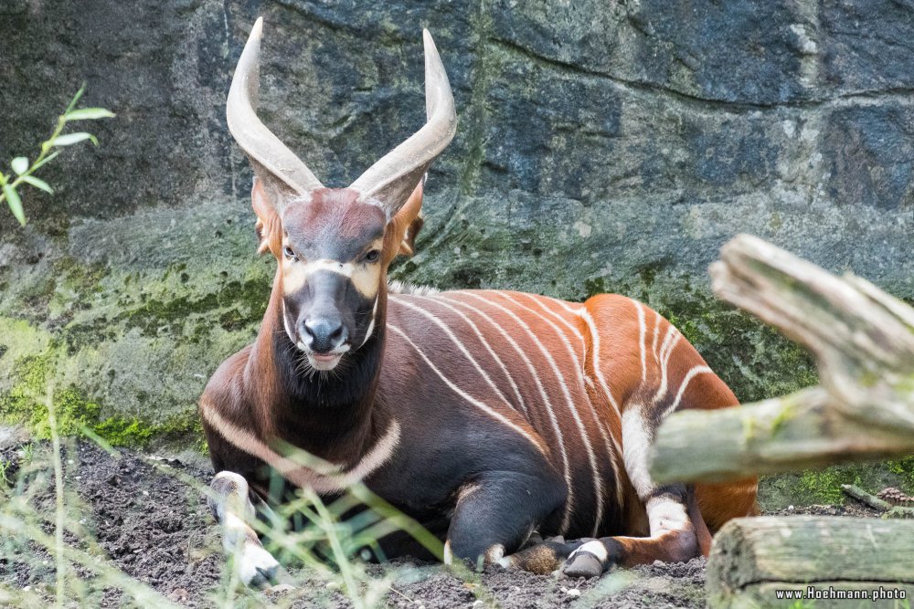 BurgersZoo_017