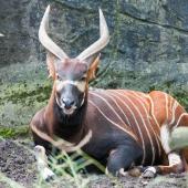 BurgersZoo_017