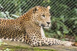 Burgers Zoo 27.07.2017