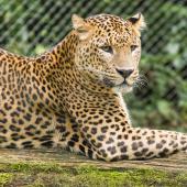 BurgersZoo_021