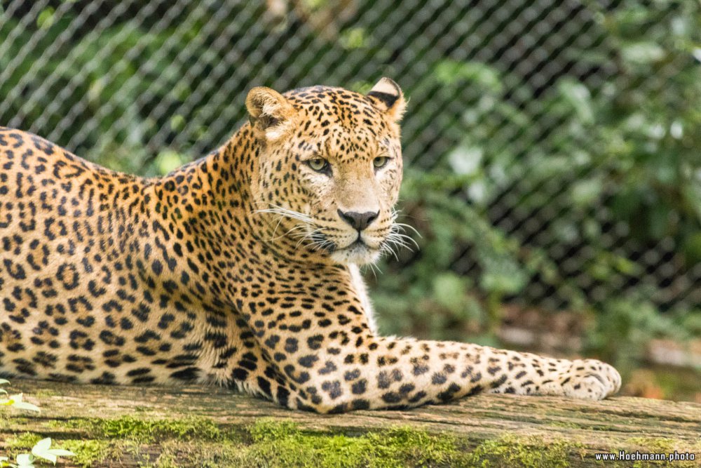 BurgersZoo_025