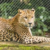 BurgersZoo_025