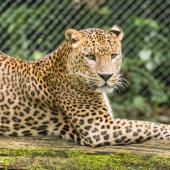 BurgersZoo_026