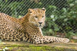 Burgers Zoo 27.07.2017