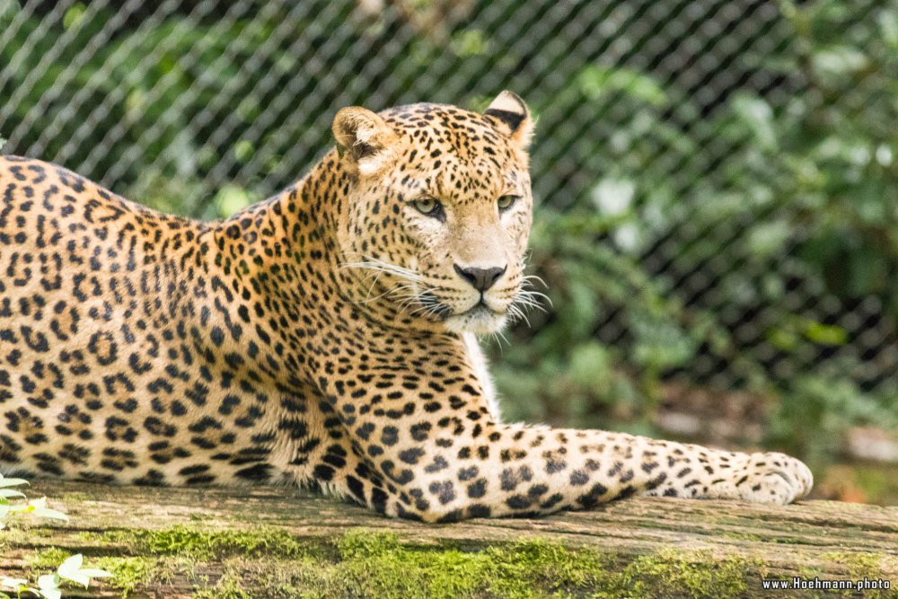 BurgersZoo_027