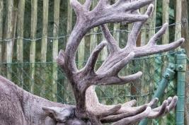Burgers Zoo 27.07.2017